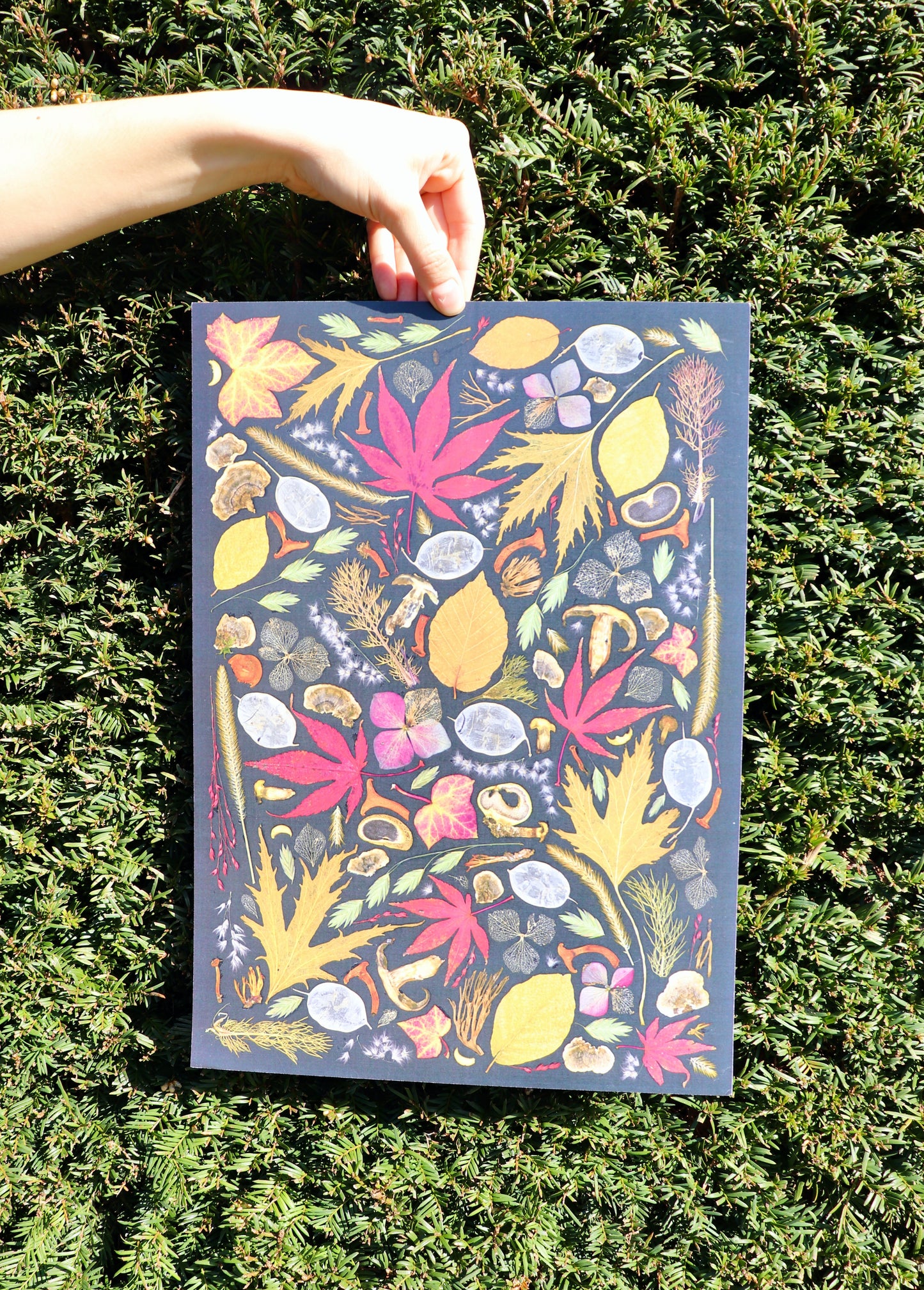 Dutch Autumn Flower poster