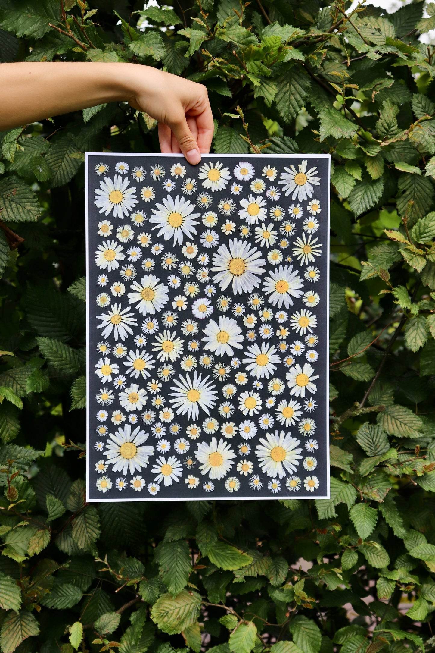 Daisy Dream Flower poster