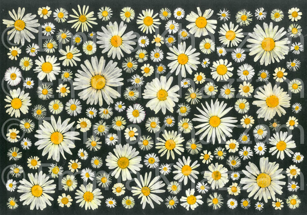 Daisy Dream Flower poster